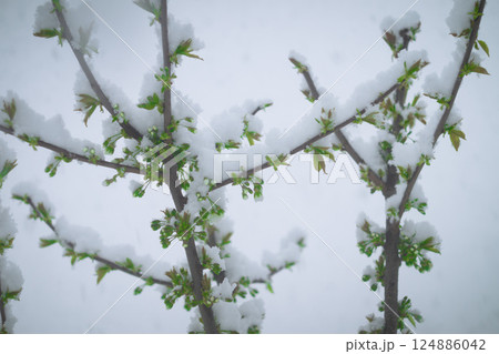 Snow on the cherry 124886042