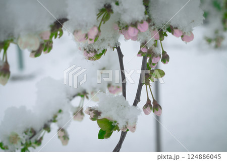 Snow on the cherry Snow on the cherry 124886045