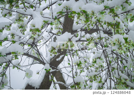 Snow on the cherry Snow on the cherry 124886048