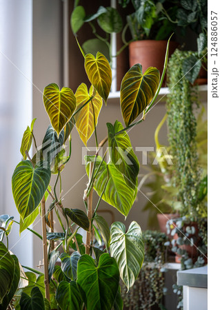 Climbing Philodendron Splendid plant with hear shaped green velvet leaves in flower pot at home Climbing Philodendron Splendid plant with hear shaped green velvet leaves in flower pot at home 124886057