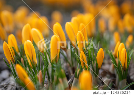 Closeup of yellow crocus blooming on field, soft focus. Spring primroses.  124886234