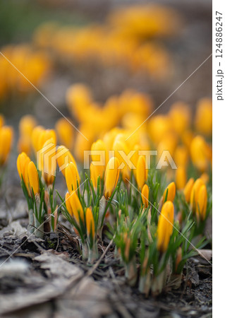 Closeup of yellow crocus blooming on field, soft focus. Spring primroses.  124886247