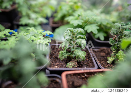 Plectranthus with oak like leaves, aromatic scent of pine and citrus. Pot grown plant branches Plectranthus with oak like leaves, aromatic scent of pine and citrus. Pot grown plant branches 124886249