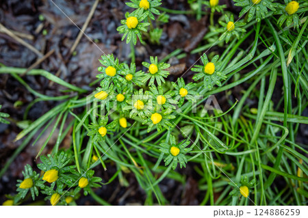 Closeup of yellow Eranthis hyemalis blooming in public park, soft focus, blurred background. Spring. 124886259