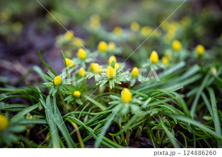 Closeup of yellow Eranthis hyemalis blooming in public park, soft focus, blurred background. Spring. Closeup of yellow Eranthis hyemalis blooming in public park, soft focus, blurred background. Spring. 124886260