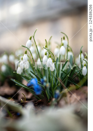 Blooming delicate Snowdrop - Galanthus nivalis swaying on breeze in public park. Springtime. Blooming delicate Snowdrop - Galanthus nivalis swaying on breeze in public park. Springtime. 124886266
