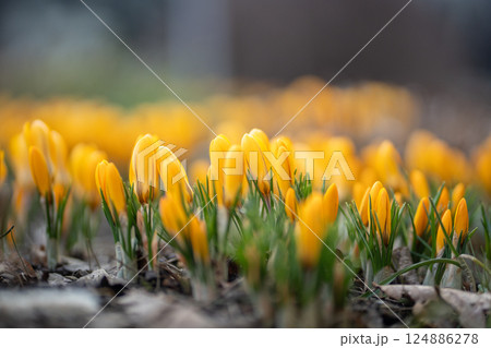 Closeup of yellow crocus blooming on field, soft focus. Spring primroses.  124886278