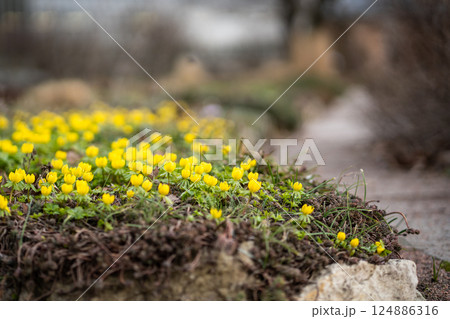 Closeup of yellow Eranthis hyemalis blooming in public park, soft focus, blurred background. Spring. 124886316