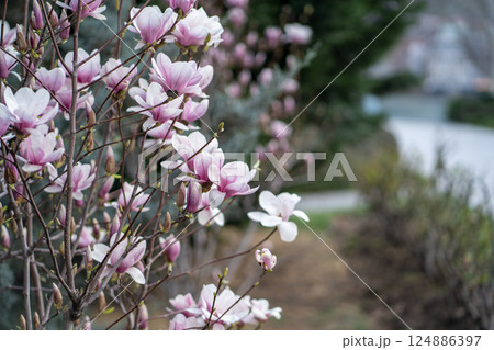 Blooming magnolia bush with pink flowers on branches in spring. Tender pink flowers in springtime. Blooming magnolia bush with pink flowers on branches in spring. Tender pink flowers in springtime. 124886397