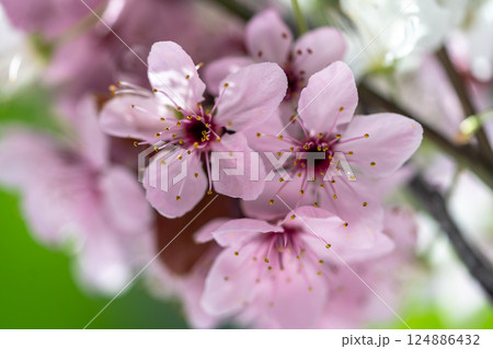 Branch of blossoming apricot with pink flowers closeup. Japanese Sakura cherry blossoms. Spring time Branch of blossoming apricot with pink flowers closeup. Japanese Sakura cherry blossoms. Spring time 124886432