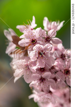 Branch of blossoming apricot with pink flowers closeup. Japanese Sakura cherry blossoms. Spring time 124886448
