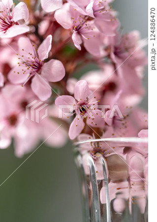 Bouquet of blossoming apricot branches in wineglass. Japanese Sakura cherry blossoms. Springtime 124886470