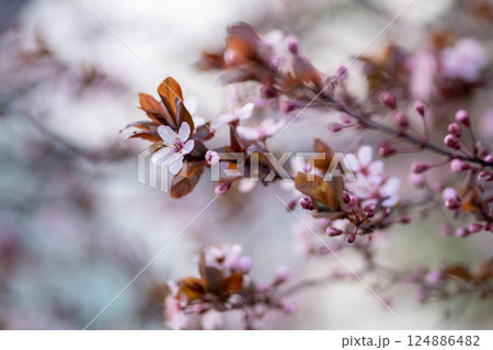 Branch of blossoming plum with pink flowers closeup. Japanese Sakura cherry blossoms. Spring time 124886482