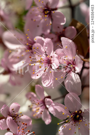 Branch of blossoming apricot with pink flowers closeup. Japanese Sakura cherry blossoms. Spring time Branch of blossoming apricot with pink flowers closeup. Japanese Sakura cherry blossoms. Spring time 124886483