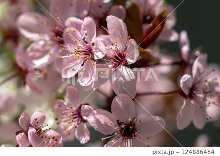 Branch of blossoming apricot with pink flowers closeup. Japanese Sakura cherry blossoms. Spring time 124886484