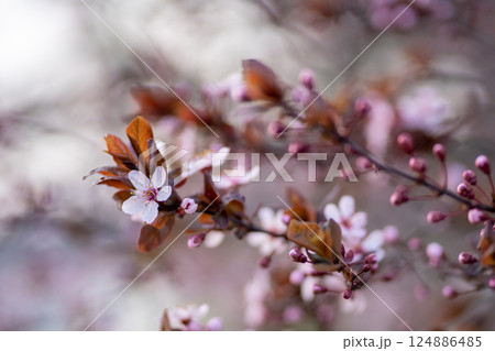Branch of blossoming plum with pink flowers closeup. Japanese Sakura cherry blossoms. Spring time Branch of blossoming plum with pink flowers closeup. Japanese Sakura cherry blossoms. Spring time 124886485