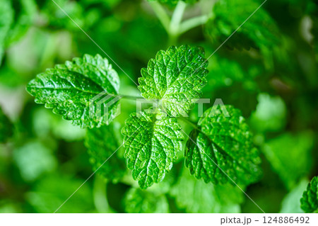 Cultivation green melissa plant indoors, closeup soft focus. Growing lemon balm herbs in garden 124886492
