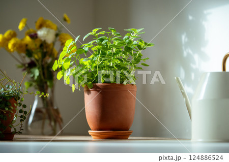 Melissa plant in terracotta pot on table. Growing aromatic fresh mint, lemon balm herbs at home Melissa plant in terracotta pot on table. Growing aromatic fresh mint, lemon balm herbs at home 124886524