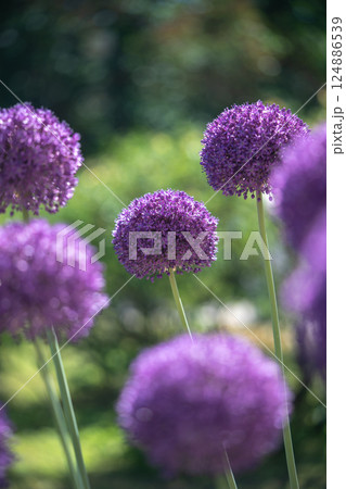 Swaying in wind purple Giant Onion in garden. Nature, flora, pollinator attraction, season bloom Swaying in wind purple Giant Onion in garden. Nature, flora, pollinator attraction, season bloom 124886539
