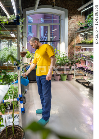 Gardener waters, moisturizing potted basil herbs on shelves in shop or mini greenhouse under UV 124886558