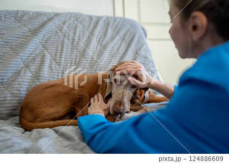 Caring female owner gently strokes resting Magyar Vizsla dog on sofa, offering comfort, support Caring female owner gently strokes resting Magyar Vizsla dog on sofa, offering comfort, support 124886609