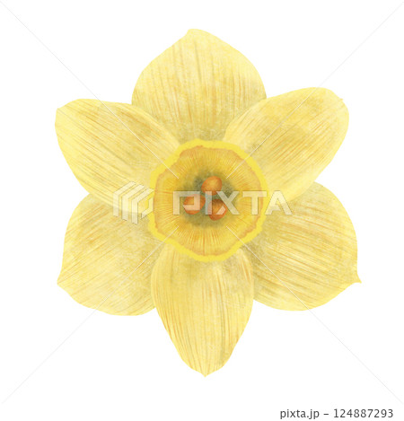 The narcissus flower is yellow, a digital handmade illustration isolated on a white background. An element for the design of postcards, invitations, packaging, textiles, wallpaper. The narcissus flower is yellow, a digital handmade illustration isolated on a white background. An element for the design of postcards, invitations, packaging, textiles, wallpaper. 124887293