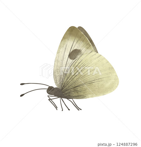 A light yellow-gray butterfly Cabbage White, handmade digital illustration isolated on white background. An element for the design of postcards, invitations, packaging, textiles, wallpaper. A light yellow-gray butterfly Cabbage White, handmade digital illustration isolated on white background. An element for the design of postcards, invitations, packaging, textiles, wallpaper. 124887296