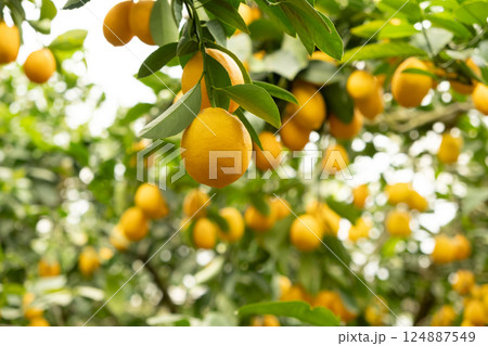 Lemon Tree Branches with Fresh Citrus Fruits in an Orchard Lemon Tree Branches with Fresh Citrus Fruits in an Orchard 124887549