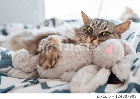 sleeping fluffy cute gray cat hugging a plush toy bunny sleeping fluffy cute gray cat hugging a plush toy bunny 124887909