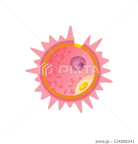 Human Ovum Reproductive Cell Anatomy Vector Illustration. Isolated Ova Egg Cel. 124888341