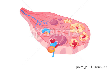 Detailed Anatomy of Ovary with Follicle Development and Ovulation. Isolated Female Ovary Follicle Ovulation Medical Vector Illustration 124888343