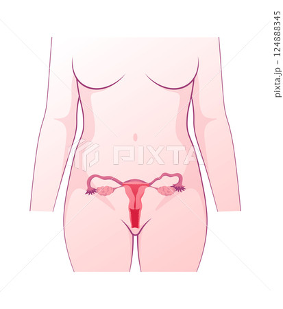 Full Female Reproductive Anatomy. Female Reproductive Organs Position in Human Body. Medical Isolated Illustration of Uterus, Ovaries, Fallopian Tubes Full Female Reproductive Anatomy. Female Reproductive Organs Position in Human Body. Medical Isolated Illustration of Uterus, Ovaries, Fallopian Tubes 124888345