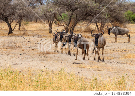 Herd of blue wildebeest (Connochaetes taurinus) in Tarangire National Park, Tanzania Herd of blue wildebeest (Connochaetes taurinus) in Tarangire National Park, Tanzania 124888394