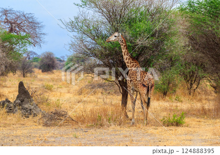 Giraffe in savanna in Tarangire national park in Tanzania. Wild nature of Tanzania, East Africa 124888395