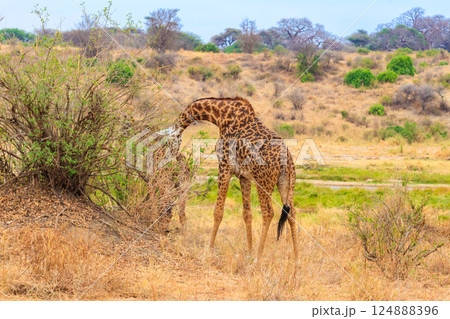 Giraffe in savanna in Tarangire national park in Tanzania. Wild nature of Tanzania, East Africa Giraffe in savanna in Tarangire national park in Tanzania. Wild nature of Tanzania, East Africa 124888396