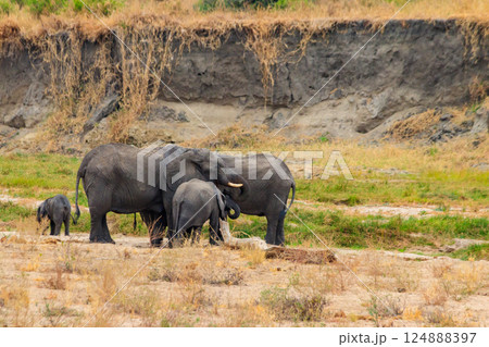 Herd of african elephants in Tarangire National Park, Tanzania 124888397