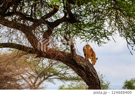 Adult lioness (Panthera leo) get in down from the tree in Tarangire national park, Tanzania 124888400