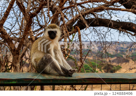 Vervet monkey (Chlorocebus pygerythrus) in Tarangire National Park, Tanzania Vervet monkey (Chlorocebus pygerythrus) in Tarangire National Park, Tanzania 124888406