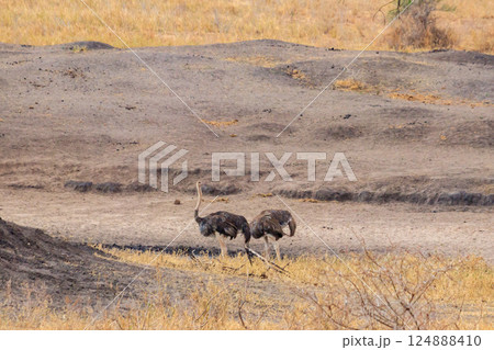 Two common ostrich (Struthio camelus) females in Tarangire National Park, Tanzania 124888410