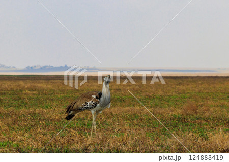 Kori bustard (Ardeotis kori) walking in dry savannah in Serengeti National Park, Tanzania 124888419