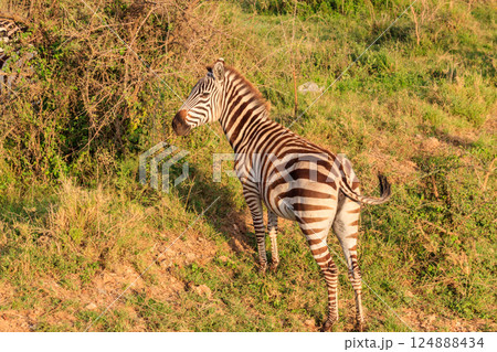 Zebra in savanna in Serengeti national park in Tanzania. Wildlife of Africa 124888434