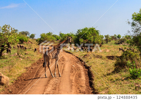 Giraffe and blue wildebeests in Serengeti national park in Tanzania. Wildlife of Africa 124888435