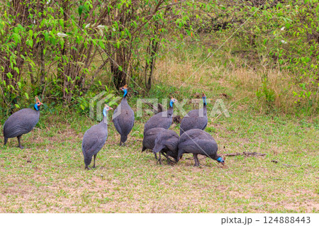 Helmeted guineafowl (Numida meleagris) on green meadow in Serengeti national park, Tanzania 124888443