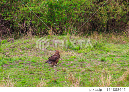 Tawny eagle (Aquila rapax) walking on meadow in Serengeti national park, Tanzania Tawny eagle (Aquila rapax) walking on meadow in Serengeti national park, Tanzania 124888445