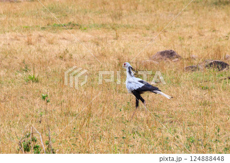 Secretarybird or secretary bird (Sagittarius serpentarius) walking in Serengeti national park, Tanzania 124888448