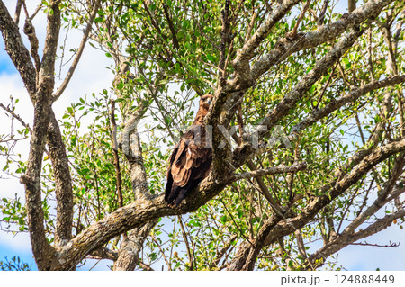Tawny eagle (Aquila rapax) on a tree in Serengeti national park, Tanzania 124888449