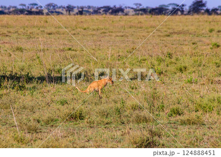 Lion cub defecating in savannah in Serengeti national park, Tanzania Lion cub defecating in savannah in Serengeti national park, Tanzania 124888451