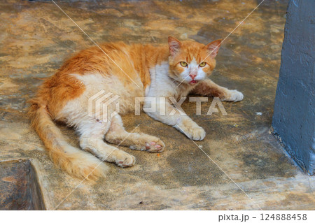 Stray hungry cat on the city street 124888458