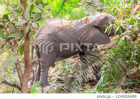 African elephant in Lake Manyara National Park, Tanzania 124888490