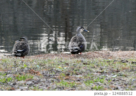 岩手県滝沢市森林公園の池で休憩するカルガモのペア 124888512